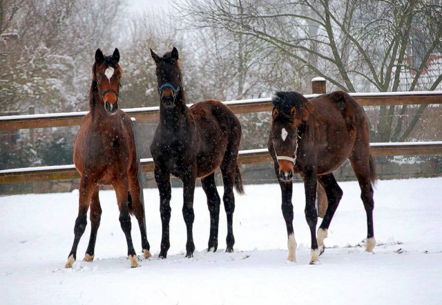 Trakehner Stutfohlen von High Motion u.d. Sacre d'Elysee v. Exclusiv
 - Trakehner Gestt Hmelschenburg - Beate Langels