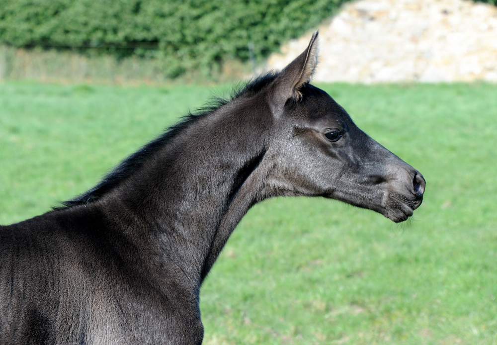 Schwalbe's Party v. Preuen Party u.d. Pr.u.StPrSt. Schwalbenlicht v. Imperio - Foto: Beate Langels - Trakehner Gestt Hmelschenburg