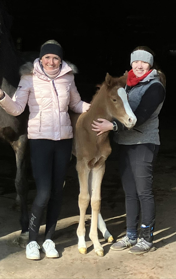 Trakehner Filly by His Moment out of Pr.a.StPrSt. Tacyra by Saint Cyr - Foto: Beate Langels - Trakehner Gestt Hmelschenburg