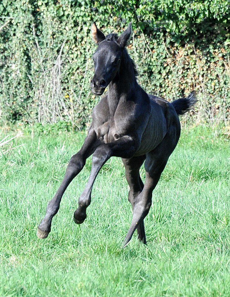 Schwalbe's Party v. Preuen Party u.d. Pr.u.StPrSt. Schwalbenlicht v. Imperio - Foto: Beate Langels - Trakehner Gestt Hmelschenburg