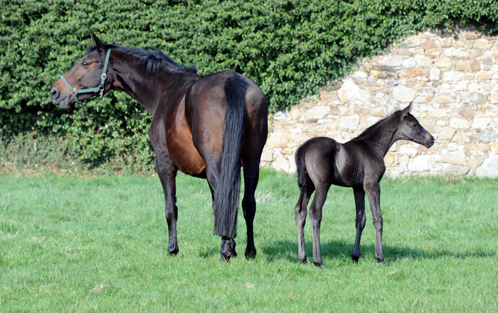 Schwalbe's Party v. Preuen Party u.d. Pr.u.StPrSt. Schwalbenlicht v. Imperio - Foto: Beate Langels - Trakehner Gestt Hmelschenburg