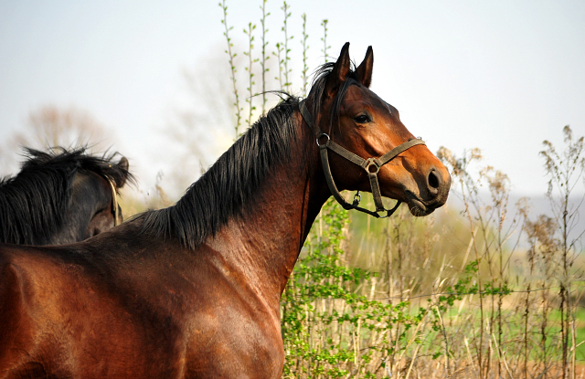 Zweijhrige Trakehner Hengste - Gestt Hmelschenburg -  - copyright by Beate Langels