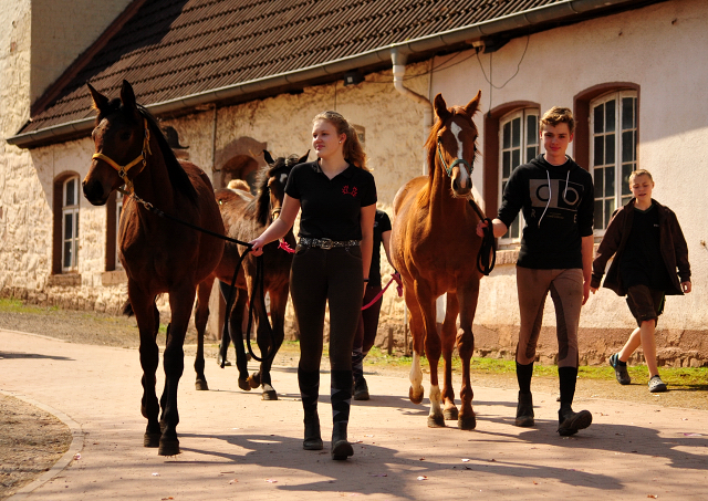 Die Jhrlingsstuten auf dem Weg zur Sommerweide - Gestt Hmelschenburg -  - copyright by Beate Langels