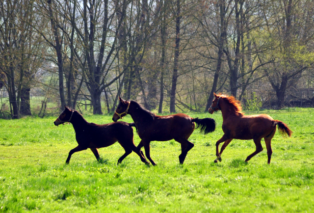 Die Jhrlingsstuten auf dem Weg zur Sommerweide - Gestt Hmelschenburg -  - copyright by Beate Langels