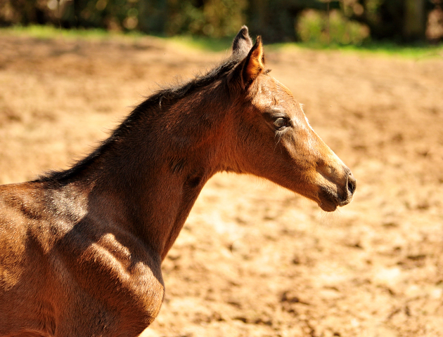 Trakehner Stutfohlen von Shavalou u.d. Kaiserspiel v. Exclusiv - Gestt Hmelschenburg -  - copyright by Beate Langels