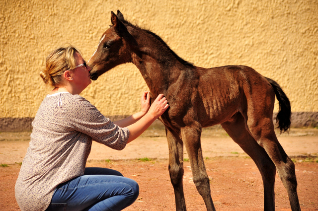 Trakehner Stutfohlen von Shavalou u.d. Kaiserspiel v. Exclusiv - Gestt Hmelschenburg -  - copyright by Beate Langels