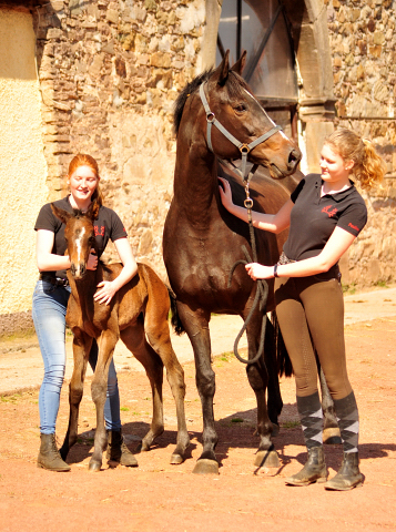 Trakehner Stutfohlen von Shavalou u.d. Kaiserspiel v. Exclusiv - Gestt Hmelschenburg -  - copyright by Beate Langels