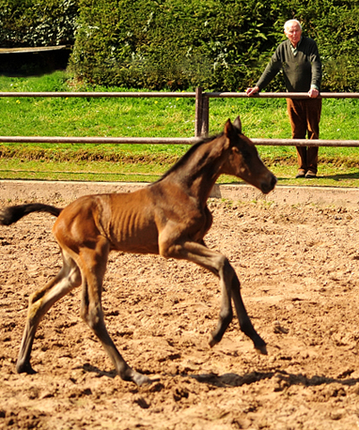 Trakehner Stutfohlen von Shavalou u.d. Kaiserspiel v. Exclusiv - Gestt Hmelschenburg -  - copyright by Beate Langels