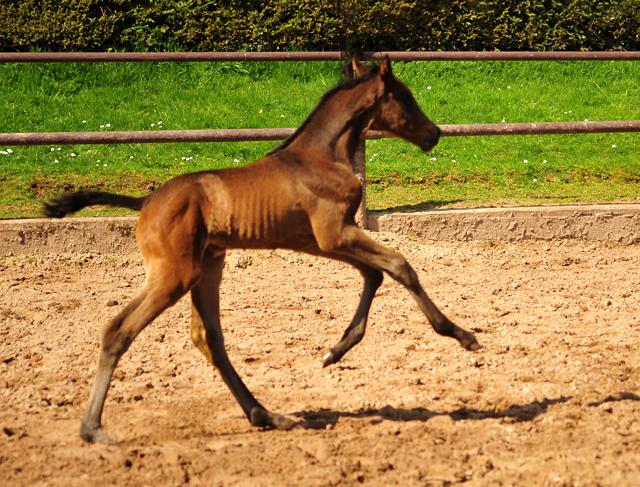 Trakehner Stutfohlen von Shavalou u.d. Kaiserspiel v. Exclusiv - Gestt Hmelschenburg -  - copyright by Beate Langels