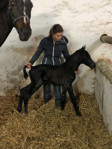 Trakehner Filly by Shavalou u.d. Kaiserspiel v. Exclusiv, 
Gestt Hmelschenburg - Beate Langels