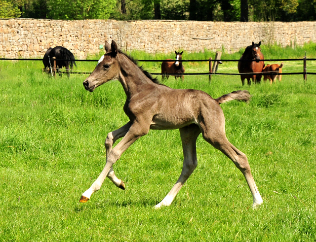 Trakehner Stutfohlen von Zauberdeyk u.d. Pr.A. Gabbana v. High Motion - Alter Fritz  - Gestt Hmelschenburg - Beate Langels