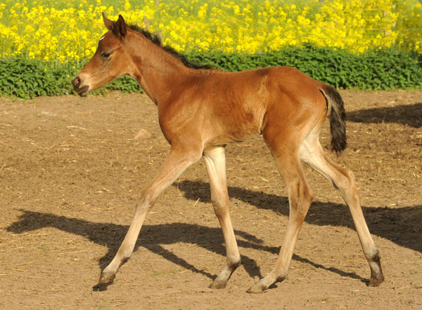 4 Tage alt - Stutfohlen von Freudenfest u.d. Nadja II (Shabya-Araber) v. Shaglavy