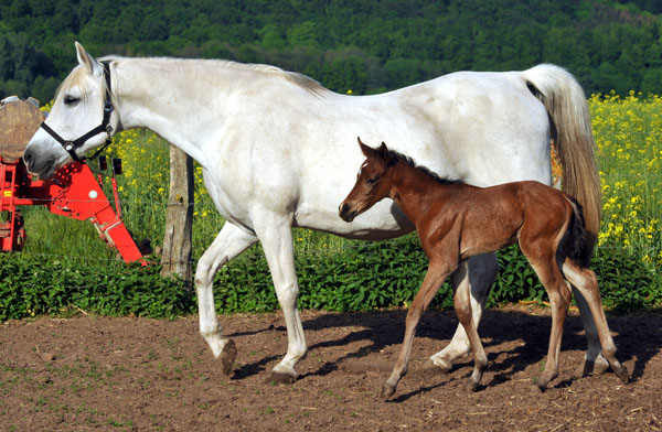 4 Tage alt - Stutfohlen von Freudenfest u.d. Nadja II (Shabya-Araber) v. Shaglavy