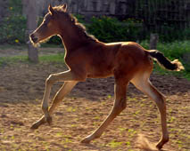 4 Tage altes Stutfohlen von Freudenfest u.d. Nadja