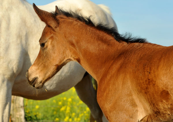 4 Tage alt - Stutfohlen von Freudenfest u.d. Nadja II (Shabya-Araber) v. Shaglavy