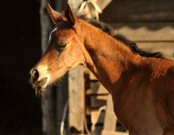 4 Tage alt - Stutfohlen von Freudenfest u.d. Nadja II (Shabya-Araber) v. Shaglavy