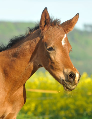 4 Tage alt - Stutfohlen von Freudenfest u.d. Nadja II (Shabya-Araber) v. Shaglavy