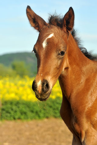 4 Tage alt - Stutfohlen von Freudenfest u.d. Nadja II (Shabya-Araber) v. Shaglavy
