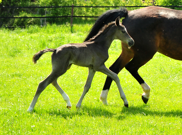 Trakehner Stutfohlen von Zauberdeyk u.d. Pr.A. Gabbana v. High Motion - Alter Fritz  - Gestt Hmelschenburg - Beate Langels