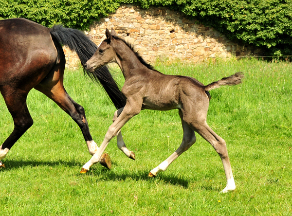 Trakehner Stutfohlen von Zauberdeyk u.d. Pr.A. Gabbana v. High Motion - Alter Fritz  - Gestt Hmelschenburg - Beate Langels