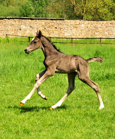 Trakehner Stutfohlen von Zauberdeyk u.d. Pr.A. Gabbana v. High Motion - Alter Fritz  - Gestt Hmelschenburg - Beate Langels