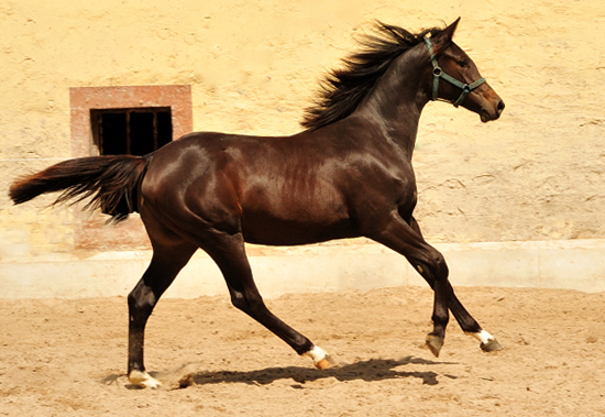 Trakehner Yearling by Saint Cyr out of Kaiserspiel by Exclusiv - Foto Beate Langels - Gestt Hmelschenburg