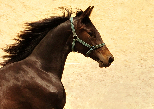 Kaiserlied - Trakehner Yearling by Saint Cyr out of Kaiserspiel by Exclusiv - Foto Beate Langels - Gestt Hmelschenburg