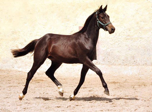 Trakehner Yearling by Saint Cyr out of Kaiserspiel by Exclusiv - Foto Beate Langels - Gestt Hmelschenburg