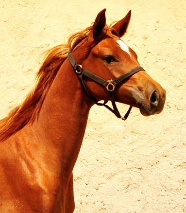 Klassic Heart am 8. Juni 2017 - Trakehner Gestt Hmelschenburg - Foto: Beate Langels