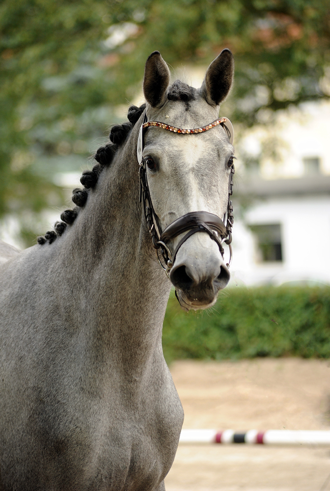 Tea at Five - Trakehner Prmienstute v. Saint Cyr u.d. Pr.A. TeaCup v. Exclusiv- Foto: Beate Langels - Trakehner Gestt Hmelschenburg