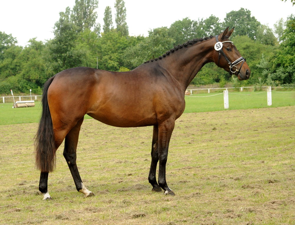 Val d'amour - Trakehner Prmienanwrterin von Tantalos u.d. Pr.St. Val d'Isere v. High Motion - Trakehner Gestt Hmelschenburg - Foto: Beate Langels - Trakehner Gestt Hmelschenburg