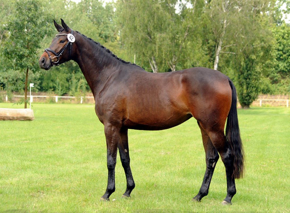 Valentiana v. His Moment u.d. Valentine v High Motion - Beate Langels - Trakehner Gestt Hmelschenburg