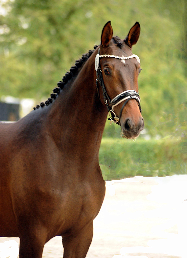 Val d'amour - Trakehner Prmienstute von Tantalos u.d. Pr.St. Val d'Iseree v. High Motion - Trakehner Gestt Hmelschenburg - Foto: Beate Langels - Trakehner Gestt Hmelschenburg