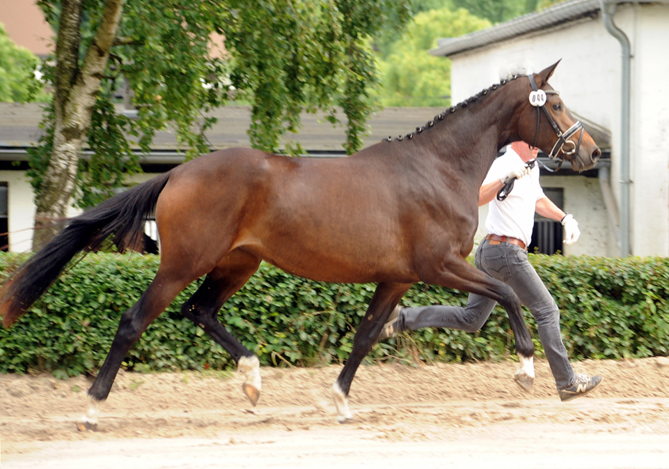 Pr.A. Verouschka by Karakallis out of Val de Vienne by Exclusiv - Foto  Beate Langels