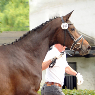 Trakehner Prmienanwrterin Verouschka by Karakallis out of Val de Vienne by Exclusiv - Foto  Beate Langels
