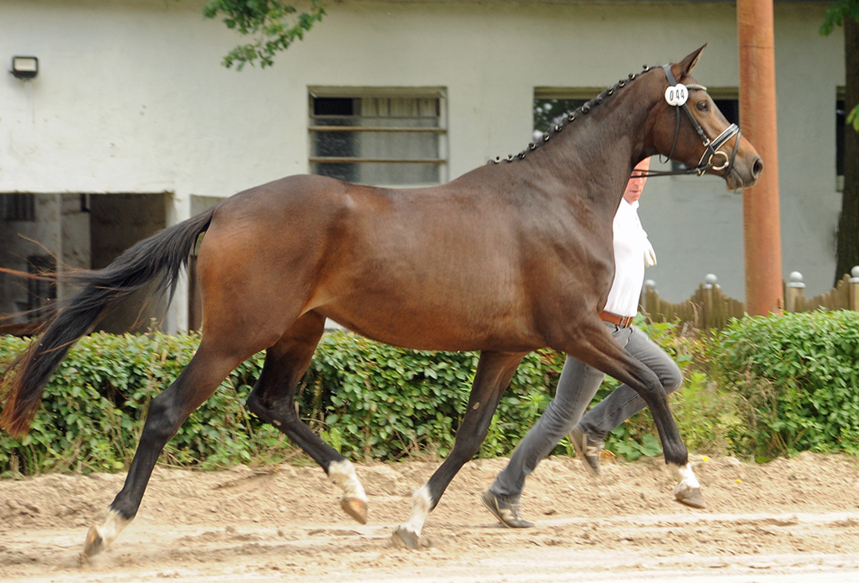 Pr.A. Verouschka by Karakallis out of Val de Vienne by Exclusiv - Foto  Beate Langels