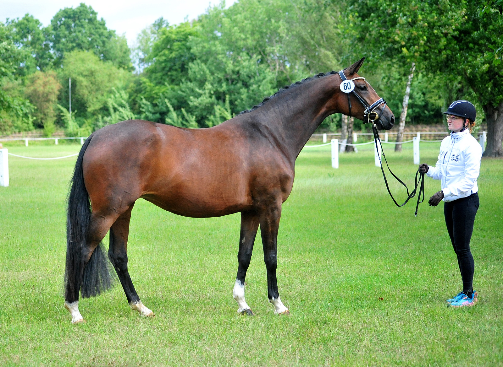 Karidia - Trakehner Prmienstute von Saint Cyr u.d. Pr.St. Karida v. Oliver Twist - Foto: Beate Langels - Trakehner Gestt Hmelschenburg