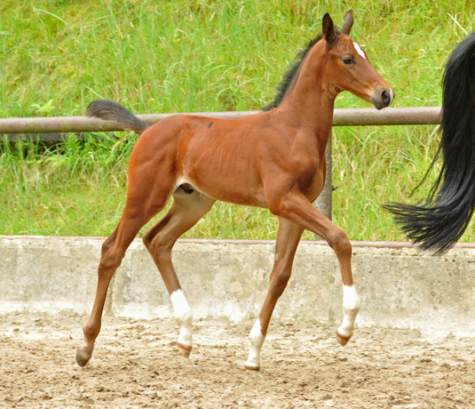 Oldenburger Colt by Oliver Twist out of Beloved by Kostolany