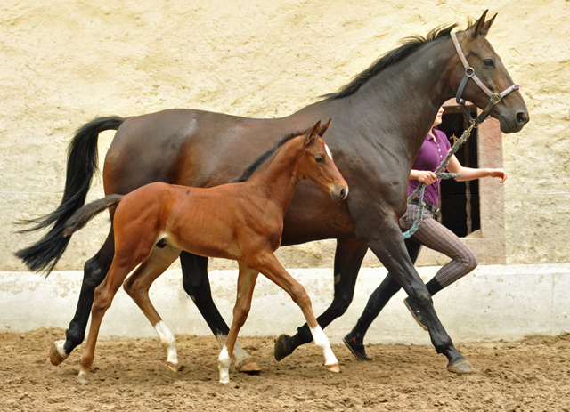 Oldenburger Colt by Oliver Twist out of Beloved by Kostolany