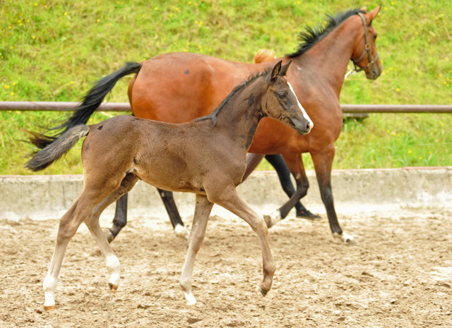 Trakehner Filly by Alter Fritz out of Giulietta by Saint Cyr- Red Patrick xx