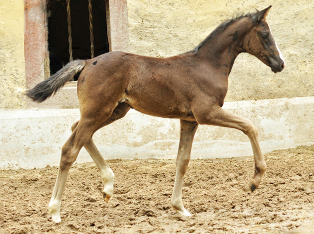 Trakehner Filly by Alter Fritz out of Giulietta by Saint Cyr - Red Patrick xx