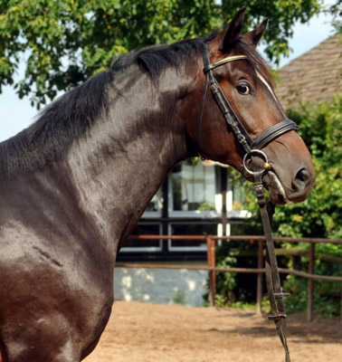 Trakehner Hengst von Exclusiv u.d. Vicenza v. Showmaster - Foto: Beate Langels, Trakehner Gestt Hmelschenburg