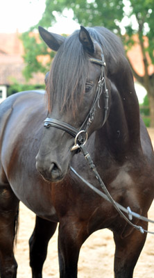 Zweijhriger Trakehner Hengst von Songline u.d. Eisknigin v. Trocadero - im August 2012, Foto Beate Langels