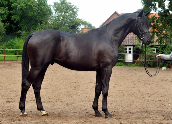 Zweijhriger Trakehner Hengst von Songline u.d. Eisknigin v. Trocadero - im August 2012, Foto Beate Langels
