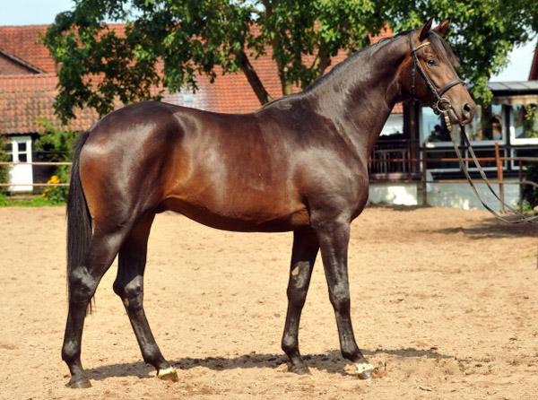 Zweijhriger Hengst von Cadeau u.d. Esperana v. Seeruber - Foto: Beate Langels Trakehner Gestt Hmelschenburg