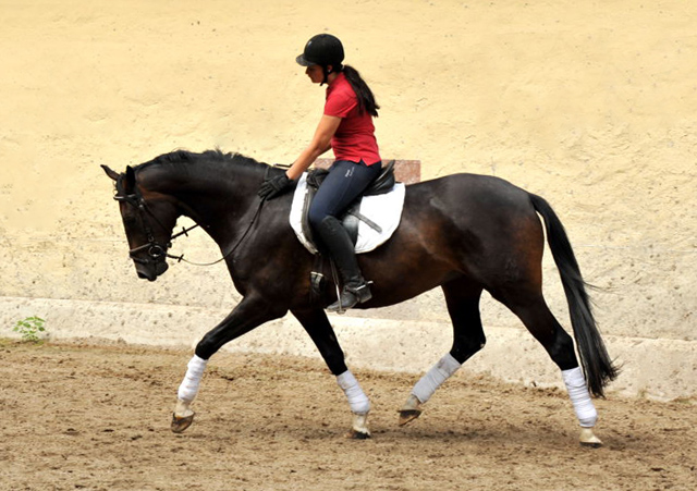 3j�hriger Hannoveraner Wallach v. Dancier x Natiello xx , Foto: Beate Langels