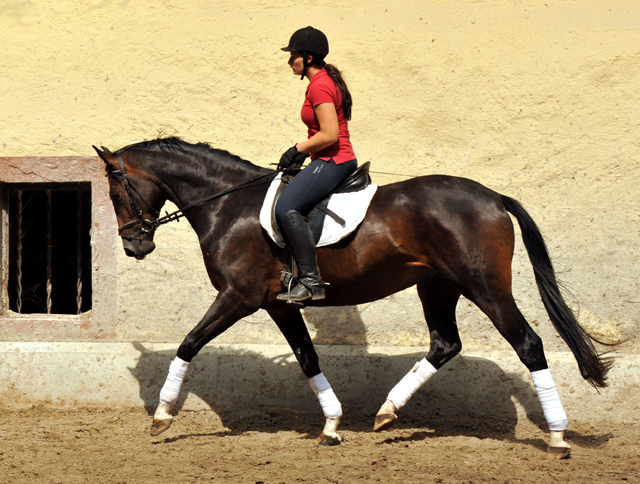 3j�hriger Hannoveraner Wallach v. Dancier x Natiello xx , Foto: Beate Langels