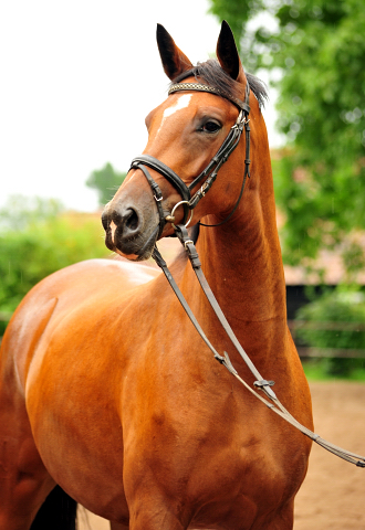 Kabriola - Trakehner Mare by Freudenfest out of Karalina by Exclusiv  - Foto: Beate Langels - Trakehner Gestt Hmelschenburg