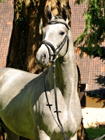 Hengst von Hofrat u.d. Perea v. Herzzauber