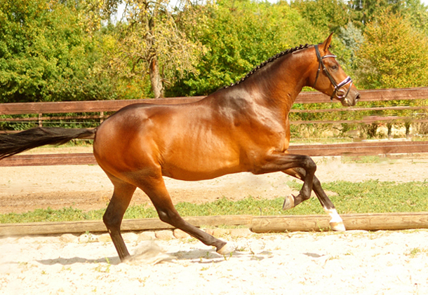 Special Motion von High Motion x Imperio  - Gestt Hmelschenburg - Foto: Beate Langels